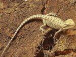 Baby Orange Bearded Dragon