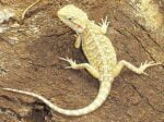 Baby Citrus Bearded Dragon