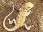 Baby Red Bearded Dragon