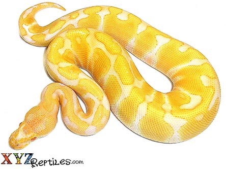 baby albino enchi ball python for sale