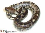 Baby Black Blood Python