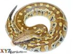 Baby Het T Positive Albino Blood Python
