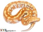 Baby T Positive Albino Blood Python