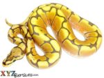 Baby Honey Bee Ball Python