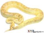 Baby Pastel Champagne Ball Python