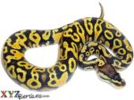 Baby Pastel Yellow Belly Ball Python