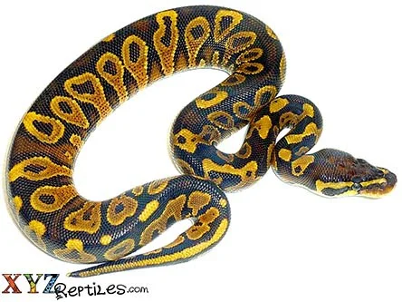 yellow belly ball python for sale