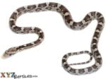 Black Corn Snake