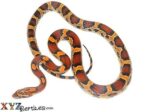 Okeetee Corn Snake