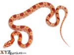Reverse Okeetee Corn Snake