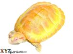 Albino Red Eared Slider Turtle