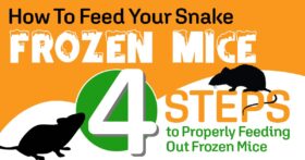 How To Feed Your Snake Frozen Mice