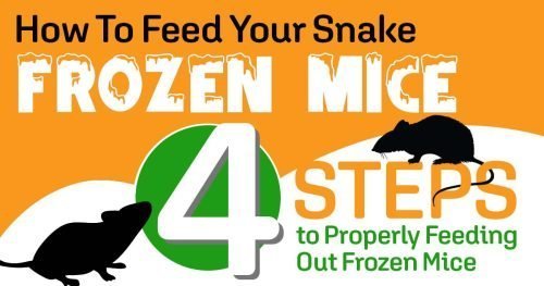 Feeding Mice To Pet Snakes Habitat Types photo