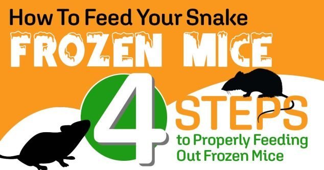 Fresh Look at How To Feed Your Snake Frozen Mice