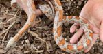 Photo inspiration: Corn Snake Handling Tips Photo Inspiration