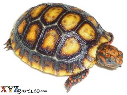 cherry head tortoise for sale