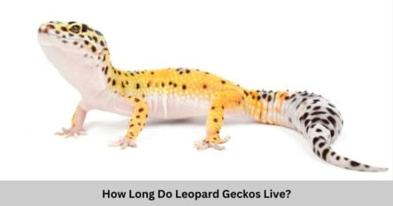 How Long Do Leopard Geckos Live? - XYZReptiles
