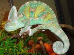 Adult Veiled Chameleon