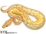 Baby Banana Clown Ball Python