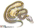 Baby Pastel Highway Ball Python