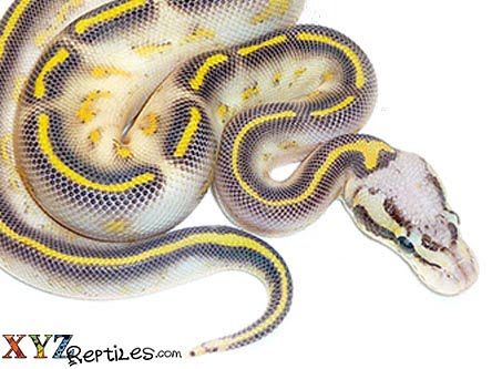 pastel highway ball python for sale