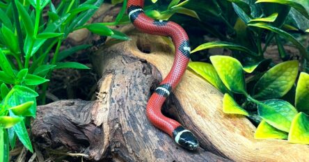 Stunning Feeding A Milk Snake Juvenile Small Arachnids image