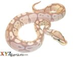 Baby Banana Axanthic Ball Python