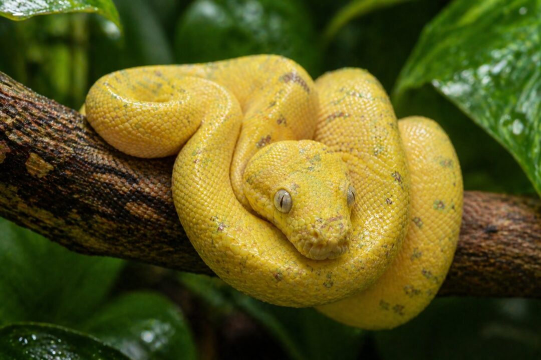 【C24621】レプタイル Reptiles For Sale | Online Reptile Store | Reptile Pets