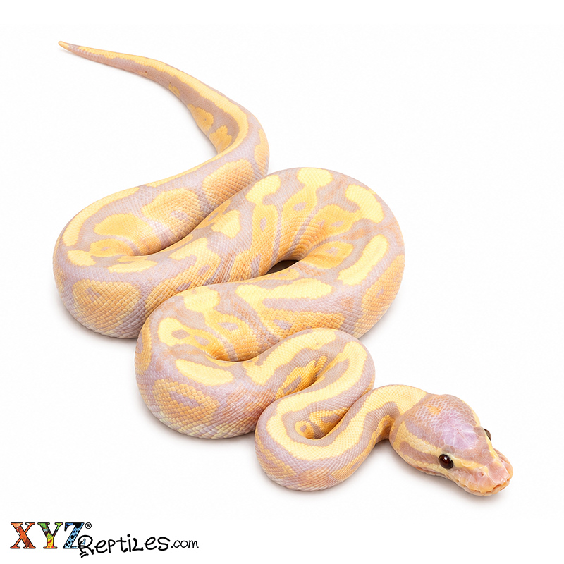 Baby Banana Fire Ball Python