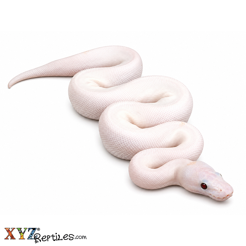 Baby Banana Super Fire Ball Python