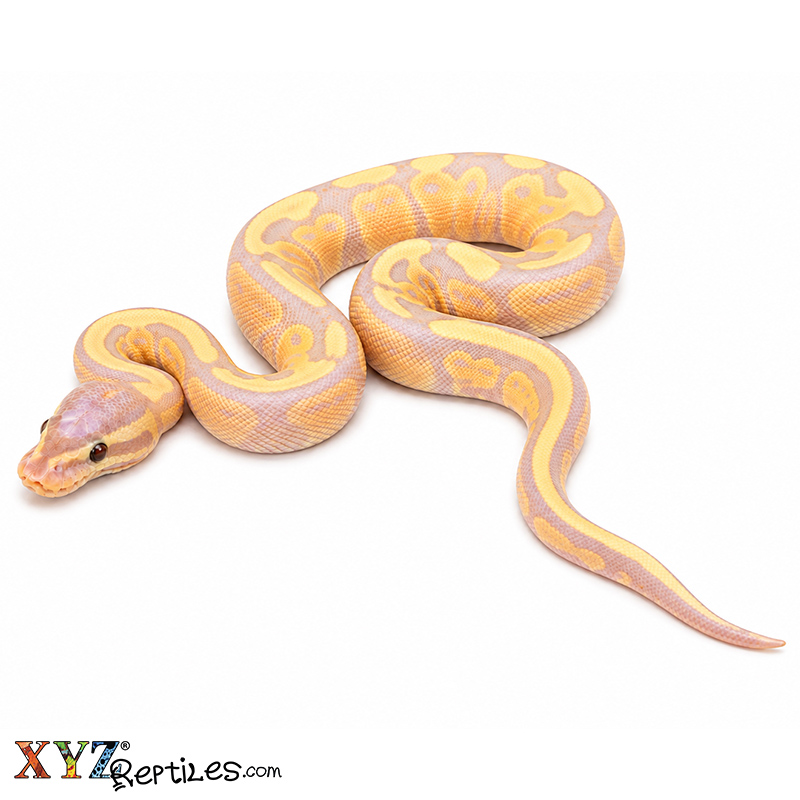 Baby Banana Fire Ball Python