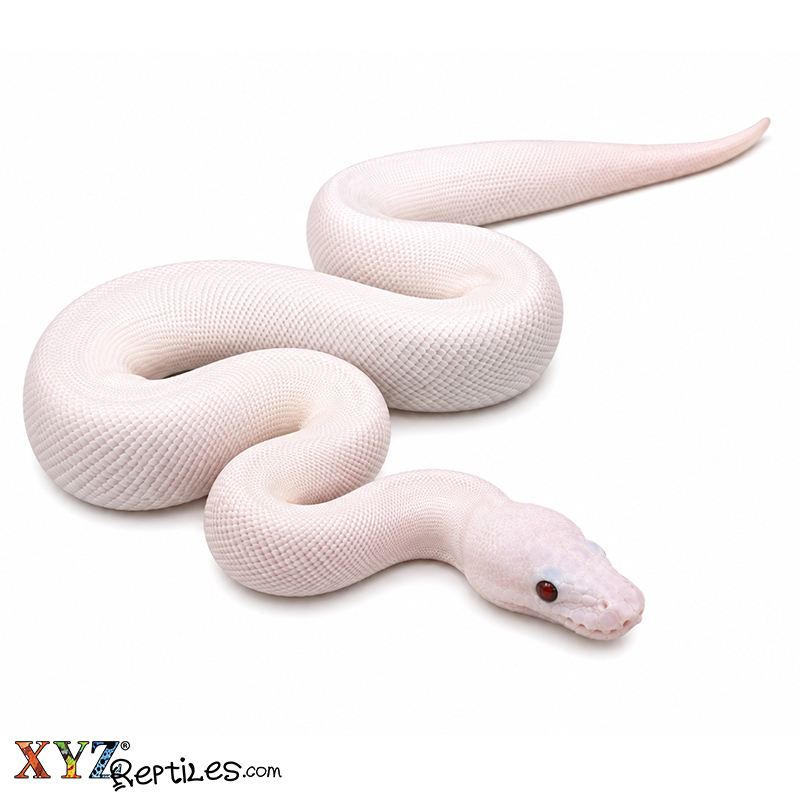 Baby Banana Super Fire Ball Python