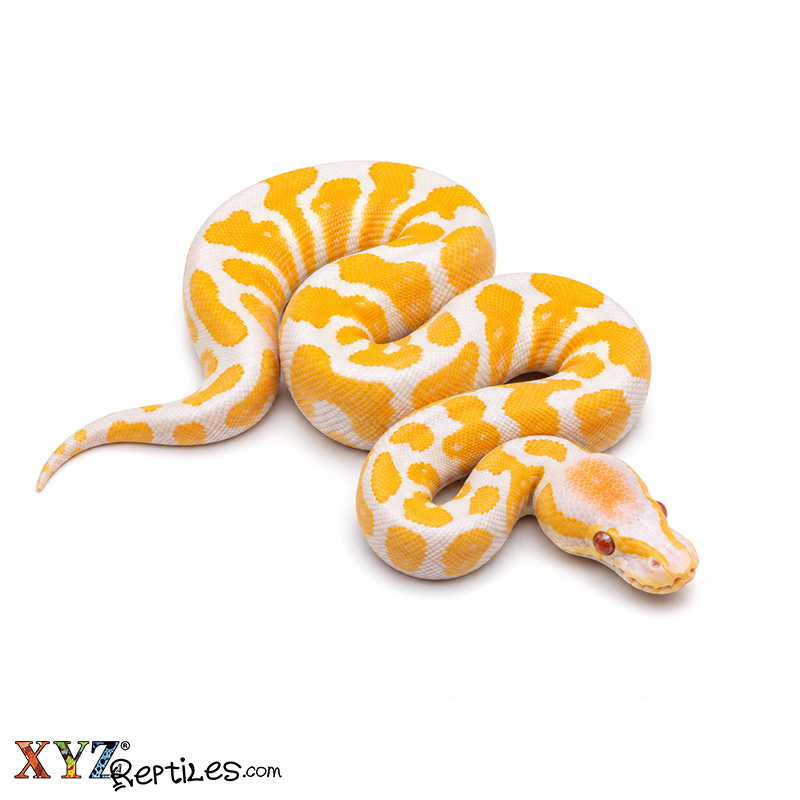Baby Lavender Albino Ball Python