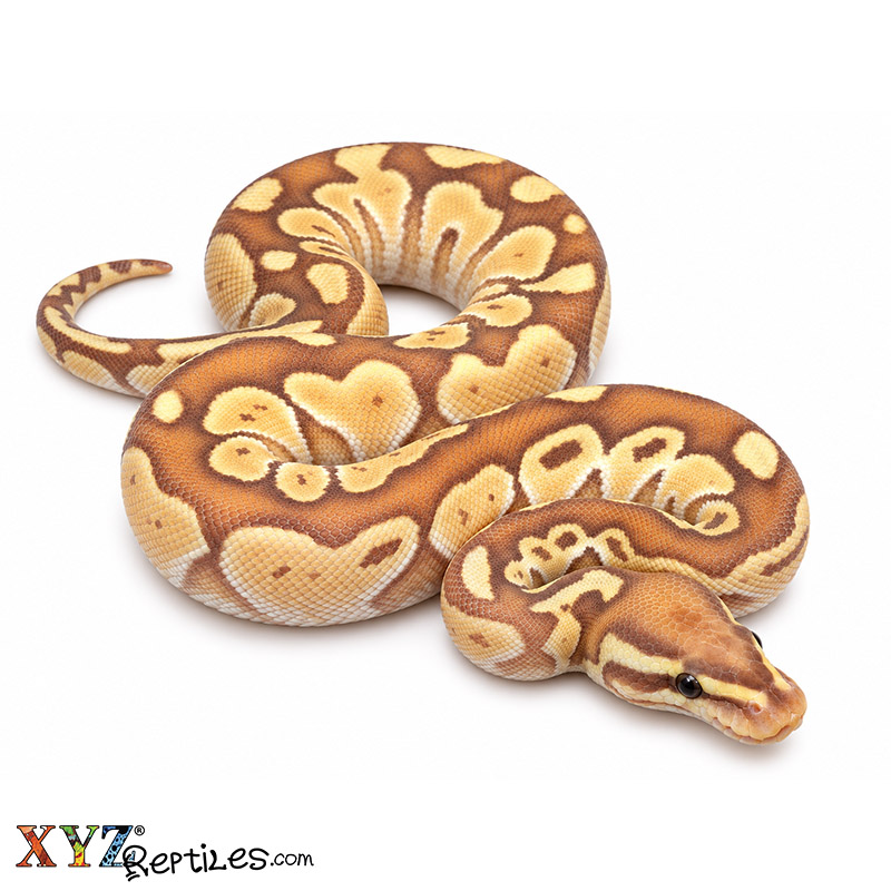 Baby Banana Butter Ball Python