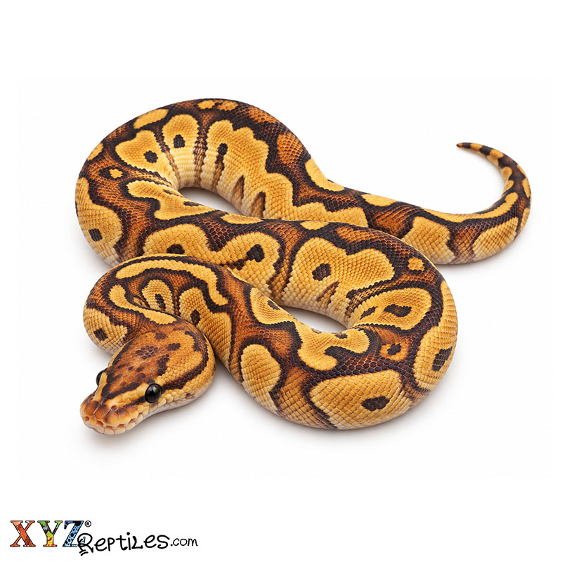 Baby Fire Clown Ball Python