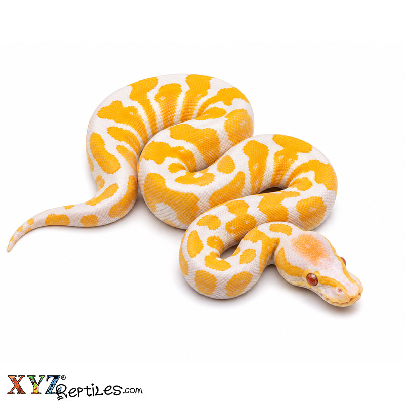 Baby Lavender Albino Ball Python